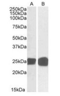 GRB2 Antibody