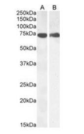 Goat anti-COX1 / PTGS1 Antibody