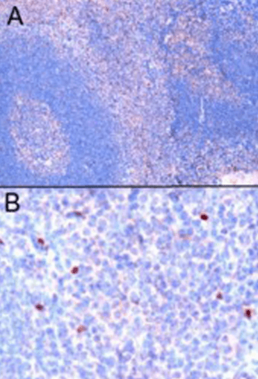 Goat anti-FOXP3 / SCURFIN Antibody