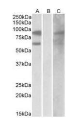RACGAP1/MgcRacGAP Antibody