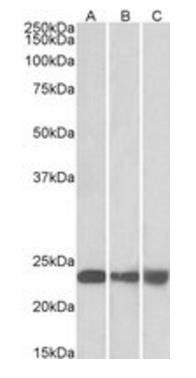 PEBP1 Antibody