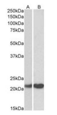 PEBP1 Antibody