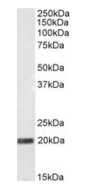 STMN2/SCG10 Antibody