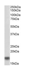 AIF1/IBA1 (isoform 1 and 3), biotinylated Antibody