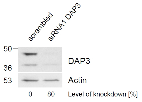 Goat anti-DAP3 Antibody
