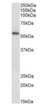 HIP-55/SH3P7 Antibody