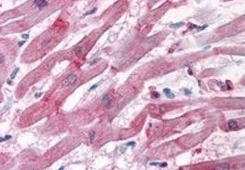 Goat anti-BAG3 / BIS/ CAIR1 Antibody