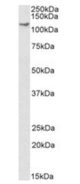 Kinesin 1/UKHC, Biotinylated Antibody