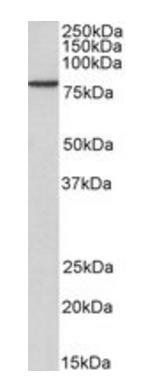 Plakoglobin/Gamma-catenin, Biotinylated Antibody