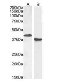 PAX5/BSAP Antibody