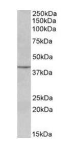 PAX5/BSAP Antibody
