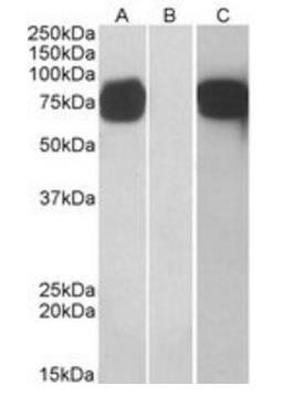 Goat anti-GOLPH2 Antibody