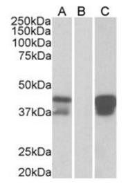 BOB1/OCAB/OBF1 Antibody