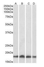 UBE2L3 Antibody