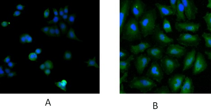 UBE2L3 Antibody