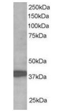 RNF39/LIRF Antibody
