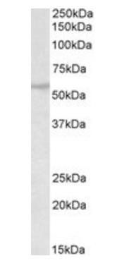 RNF36/TRIM69 Antibody