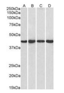 NIPP1/PPP1R8 Antibody