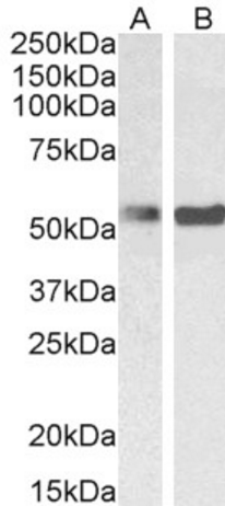 PTBP1/PTB Antibody