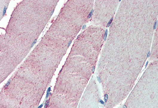 ORP1 Antibody