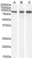 VPS35/MEM3 Antibody