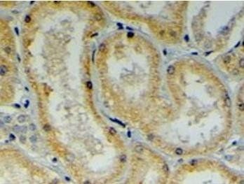 MDG1/DNAJB9 Antibody