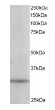 PITPN/PITP alpha Antibody
