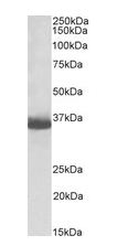 GAPDH (C Terminus) Loading Control, biotinylated Antibody