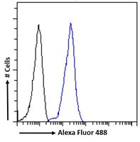 LRP6 Antibody