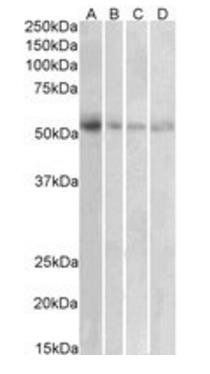 VMAT2/SLC18A2 Antibody