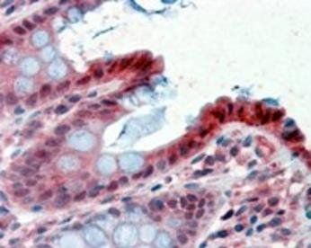 Goat anti-Prostaglandin dehydrogenase 1 Antibody
