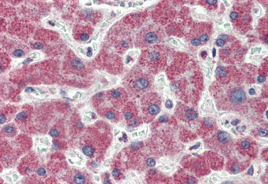 IRAK4 (N Terminus) Antibody