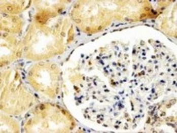 Goat anti-APOBEC3G / ARP9 Antibody