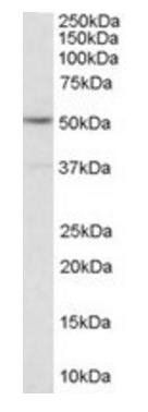 Serotonin receptor 2C/HTR2C Antibody