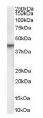 VDR Antibody