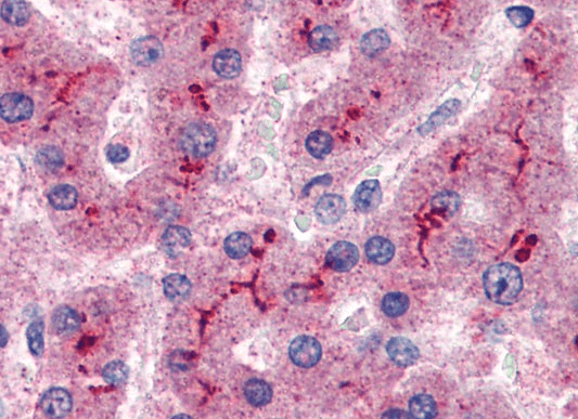 Goat anti-Complement factor H Antibody