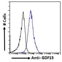 Goat anti-GDF15 Antibody