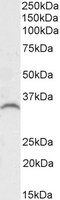 Goat anti-GDF15 Antibody