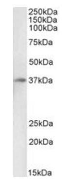Goat anti-Duffy / FY / DARC, Biotinylated Antibody