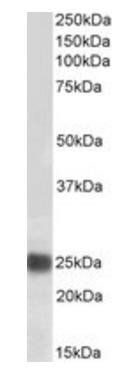 CBX5/HP1-Alpha, biotinylated Antibody