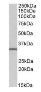 Goat anti-NHERF2 (isoform b, e) Antibody