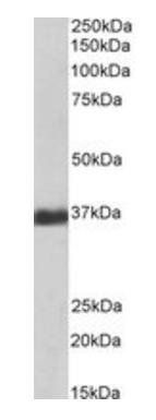 GAPDH (Internal), Biotinylated Antibody