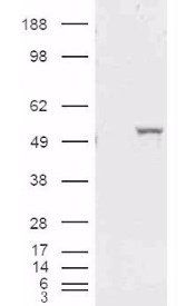 ALDH1A1 (Internal) Antibody