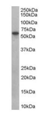SNX9 Antibody