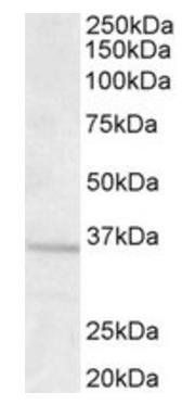GNB3 Antibody