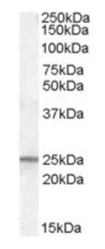 PGRMC1/MPR Antibody