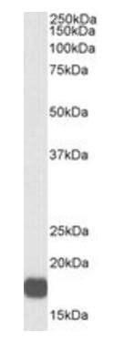VHL, Biotinylated Antibody