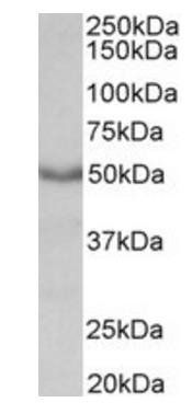M1 mAChR/CHRM1 Antibody