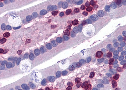 FLAP/ALOX5AP (internal) Antibody