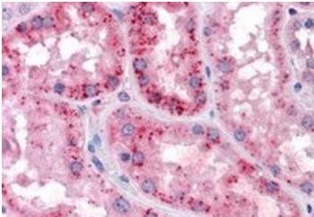 Goat anti-SLC7A11 Antibody